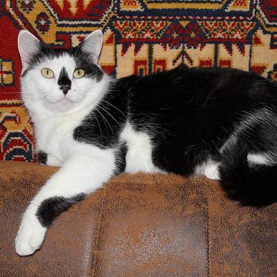 Chatons à donner — sevrés, vaccinés, 3 mois